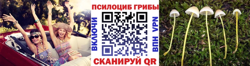 Псилоцибиновые грибы Psilocybe  как найти закладки  Ивдель 